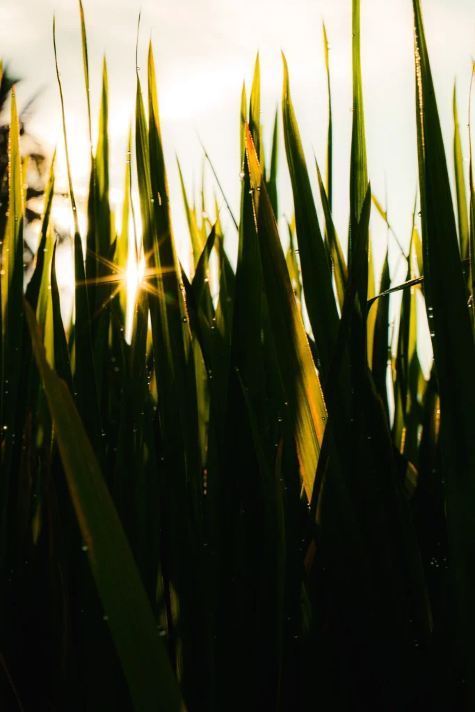 Tirage d'art photographie par Tristan Conil - Collection Essences