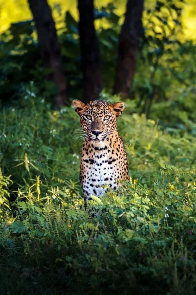 Tirage d'art photographie par Tristan Conil - Collection Vie Sauvage