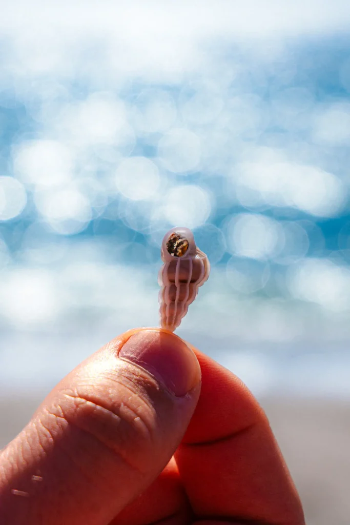 Une plage corse, des amis et des souvenirs d'enfance, le temps des coquillages, un moment de poésie capturé par Tristan Conil.