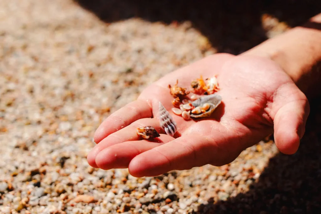 Une plage corse, des amis et des souvenirs d'enfance, le temps des coquillages, un moment de poésie capturé par Tristan Conil.